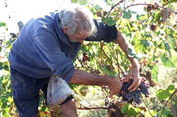 Mallorca’s grape harvest - Bodegas José L. Ferrer