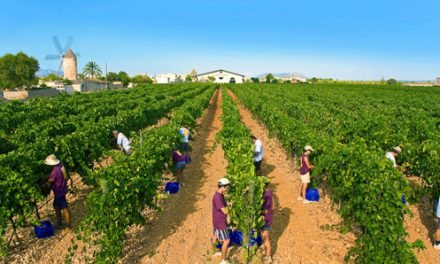 The grape harvest in Mallorca