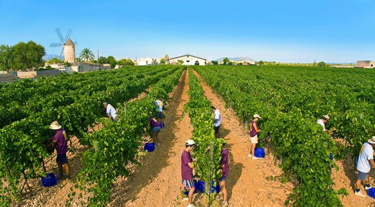 The grape harvest in Mallorca