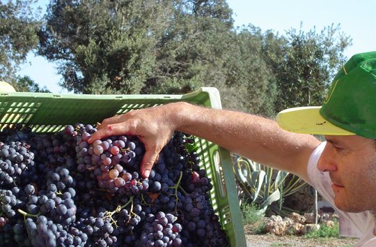 Die Zeit der Weinlese auf Mallorca - Son Sureda Ric