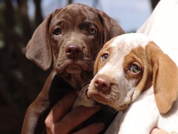 Ca Mè Mallorquí dog (Majorcan Pointer)