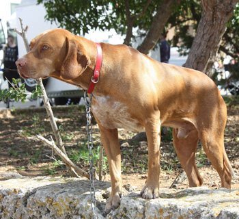 Ca Mè Mallorquí dog (Majorcan Pointer)