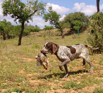 Ca Mè Mallorquí dog (Majorcan Pointer)