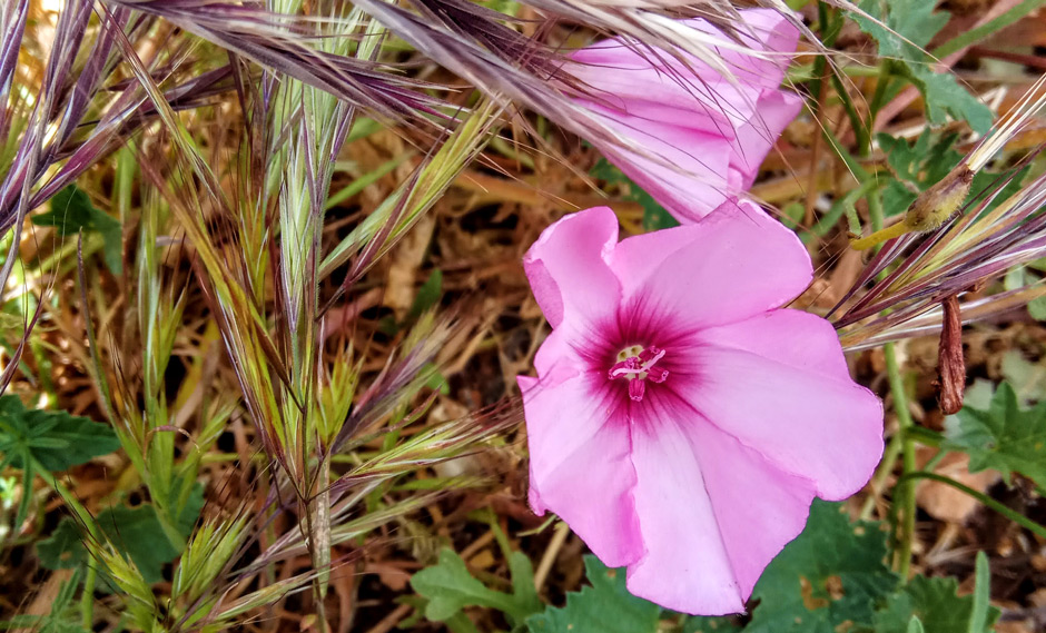 Die Wildblumen auf den Feldern und in den Waldern Mallorcas