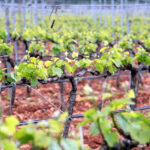 Aumenta la venta del Vino de Mallorca