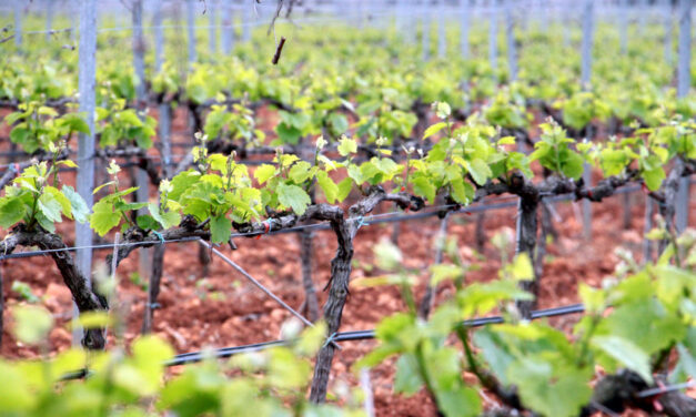 Aumenta la venda del Vi de Mallorca