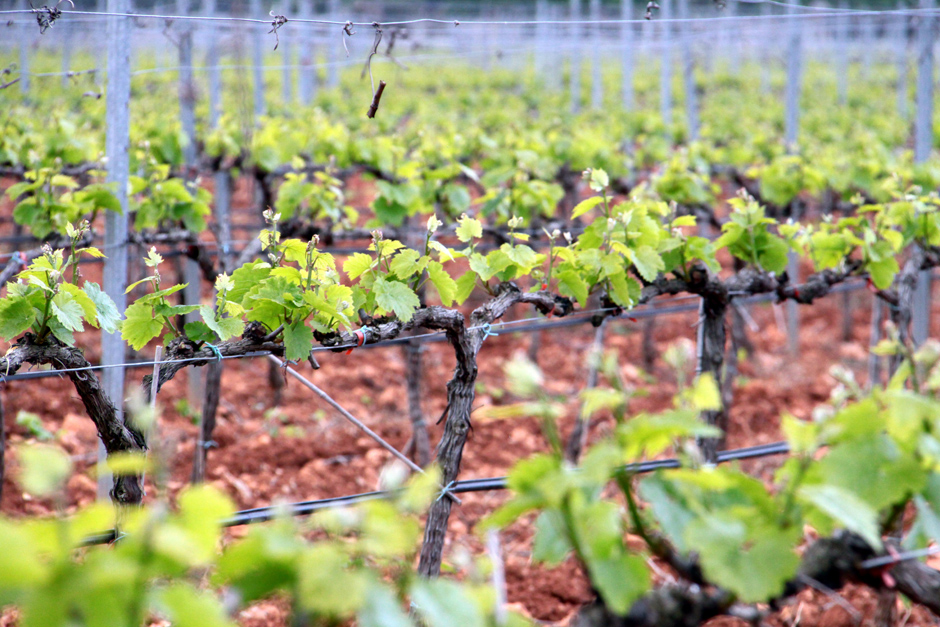 Aumenta la venta del Vino de Mallorca