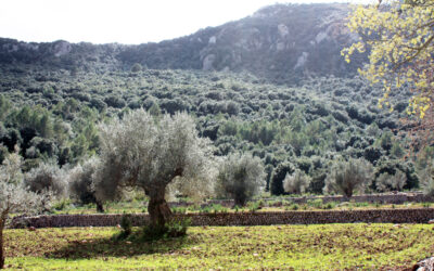 Cóctel Oro de Mallorca
