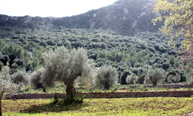 Cocktail „Oro de Mallorca”