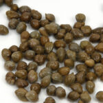 Capers, an essential ingredient in the gastronomy of the Illes