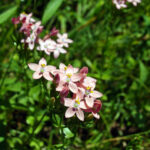Centaurium bianoris (Sennen) “Herba de Santa Margalida”
