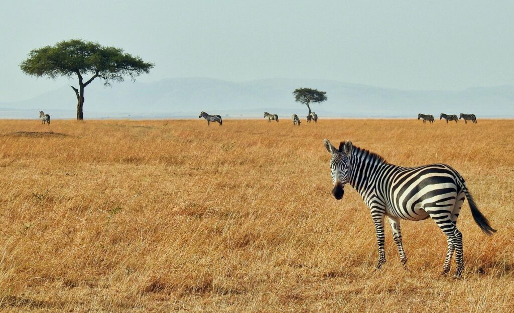 Visado Kenia / Masai Mara National Reserve, Kenya / Ron Dauphin