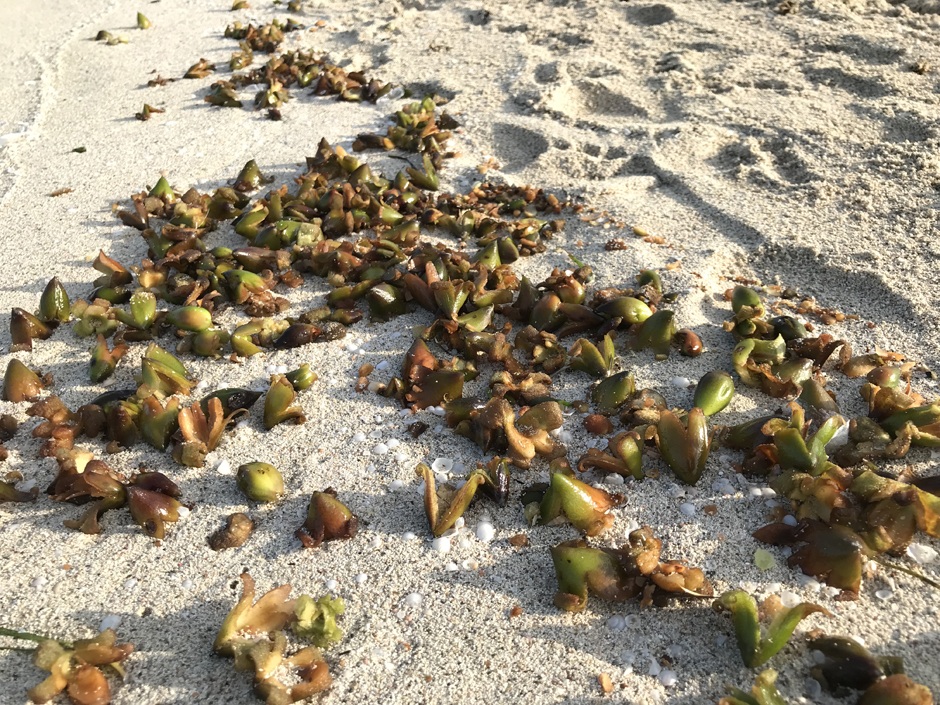 Frutos Posidonia oceánica en la arena