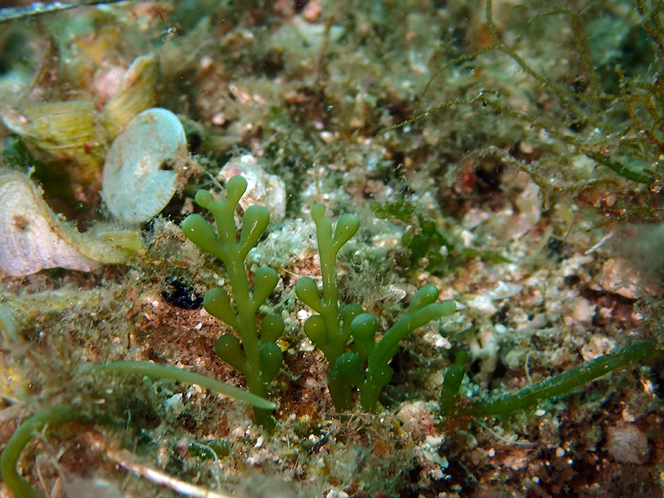 Algas tropicales. Foto: Caulerpa Cylindracea de Carlos Alejandro Morell.