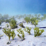 Las algas tropicales, nuevas habitantes del mar Mediterráneo.