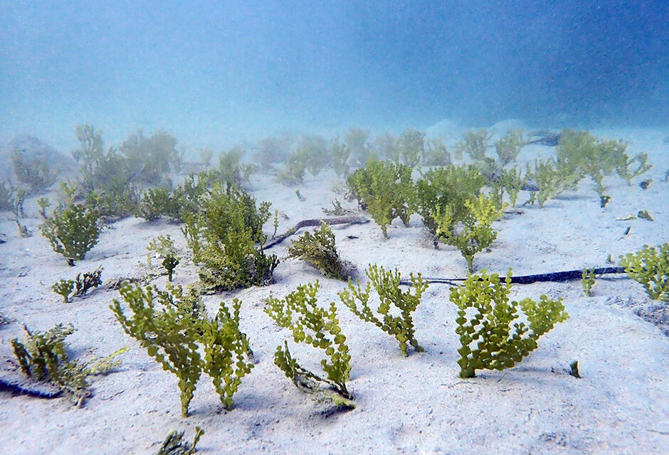 Las algas tropicales, nuevas habitantes del mar Mediterráneo.