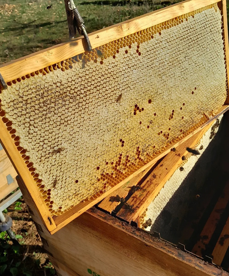 Panal de abejas