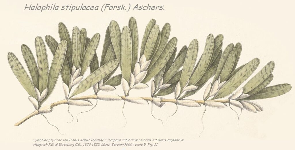 Halophila stipulacea (Forsk.) Aschers.