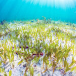 Una planta marina del Índico se instala en Mallorca: Halophila stipulacea