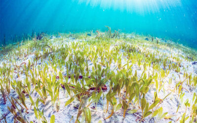 Una planta marina del Índico se instala en Mallorca: Halophila stipulacea
