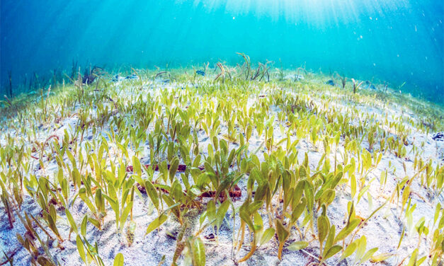 Una planta marina del Índico se instala en Mallorca: Halophila stipulacea
