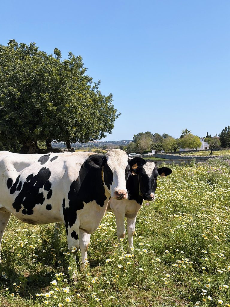Vacas en Es Llombards, Santanyí